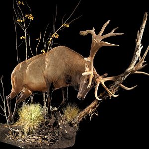 Elk Full Mount Taxidermy