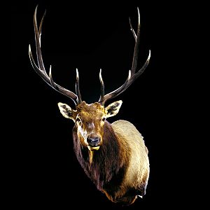 Elk Shoulder Mount Taxidermy