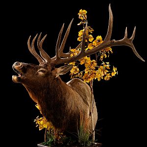 Elk Pedestal Mount Taxidermy