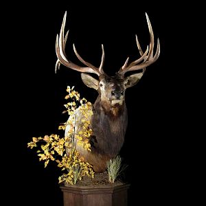 Elk Pedestal Mount Taxidermy