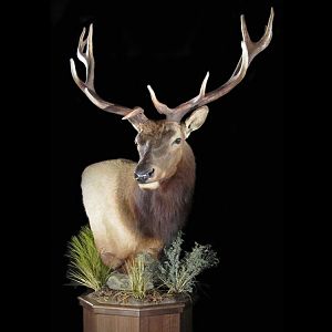 Elk Pedestal Mount Taxidermy