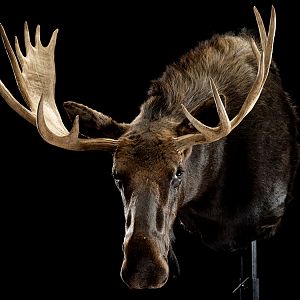 Moose Shoulder Mount Taxidermy