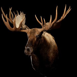 Moose Shoulder Mount Taxidermy