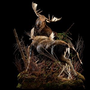 Moose Full Mount Taxidermy