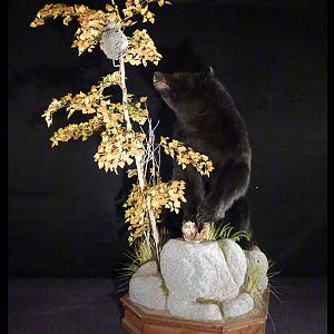 Black Bear Full Mount Taxidermy