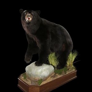 Black Bear Full Mount Taxidermy