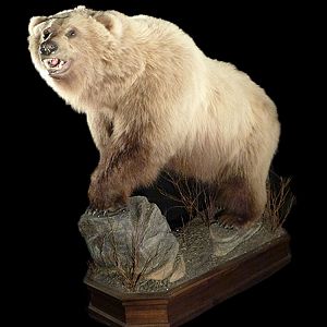 Brown Bear Full Mount Taxidermy