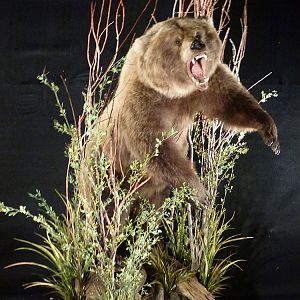 Brown Bear Full Mount Taxidermy