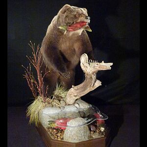 Brown Bear Full Mount Taxidermy