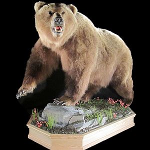 Brown Bear Full Mount Taxidermy