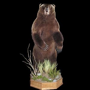 Brown Bear Full Mount Taxidermy