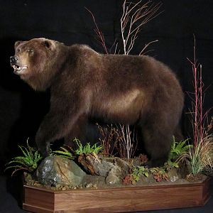 Brown Bear Full Mount Taxidermy