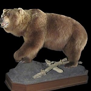 Brown Bear Full Mount Taxidermy