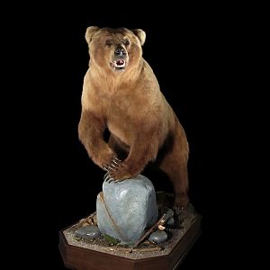 Brown Bear Full Mount Taxidermy