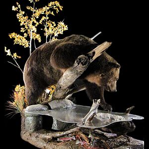 Brown Bear Full Mount Taxidermy