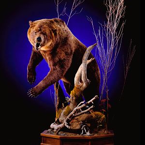 Brown Bear Full Mount Taxidermy