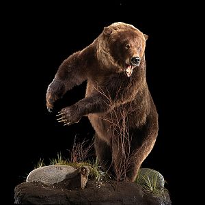 Brown Bear Full Mount Taxidermy