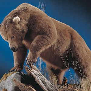 Brown Bear Full Mount Taxidermy