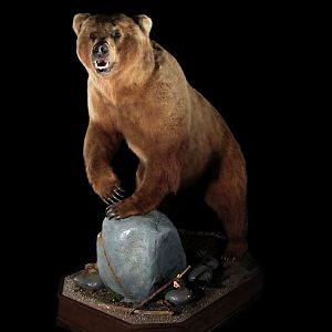 Brown Bear Full Mount Taxidermy