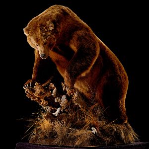 Brown Bear Full Mount Taxidermy