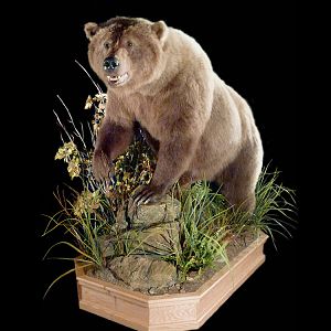 Brown Bear Full Mount Taxidermy