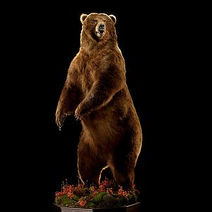 Brown Bear Full Mount Taxidermy