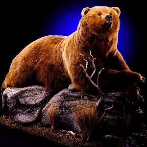 Brown Bear Full Mount Taxidermy