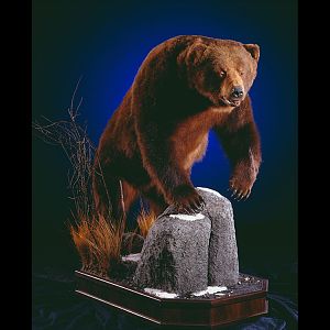 Brown Bear Full Mount Taxidermy