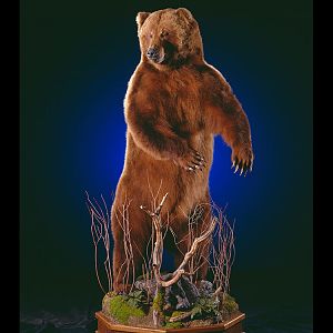 Brown Bear Full Mount Taxidermy