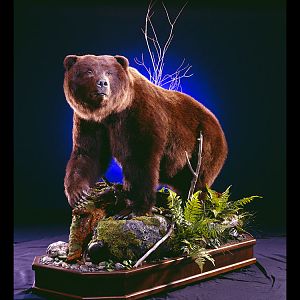 Brown Bear Full Mount Taxidermy