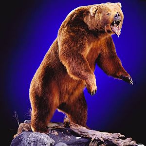 Brown Bear Full Mount Taxidermy