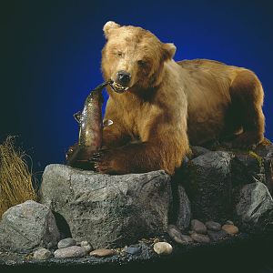 Brown Bear Full Mount Taxidermy