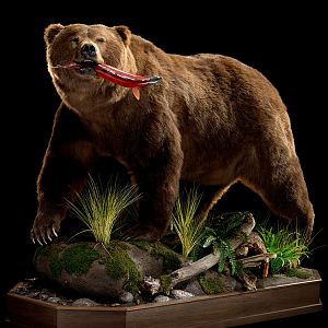 Brown Bear Full Mount Taxidermy