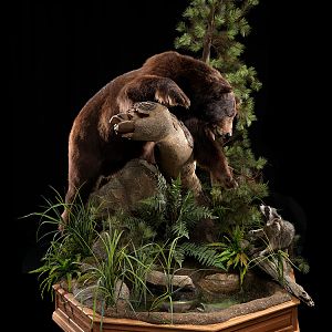 Brown Bear Full Mount Taxidermy