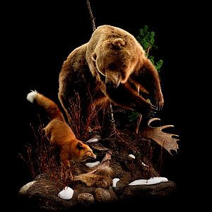 Brown Bear Full Mount Taxidermy