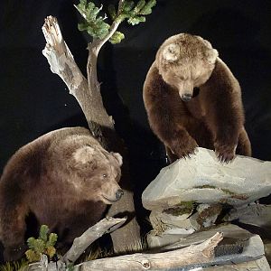 Brown Bear Full Mount Taxidermy