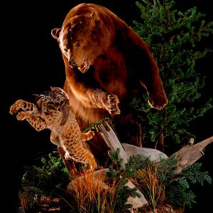 Brown Bear Full Mount Taxidermy