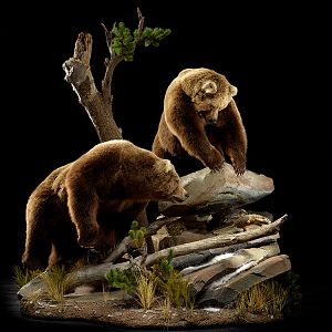 Brown Bear Full Mount Taxidermy