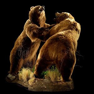 Brown Bear Full Mount Taxidermy