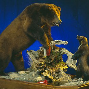 Brown Bear Full Mount Taxidermy