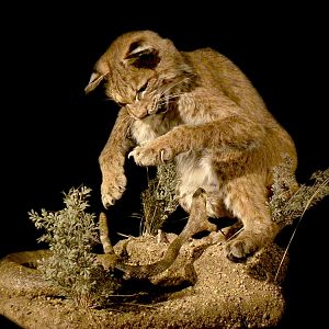 Bobcat & Rattlesnake Full Mount Taxidermy