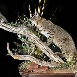 Bobcat stalking Full Mount Taxidermy