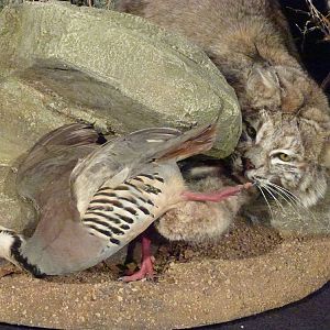 Bobcat stalking Full Mount Taxidermy