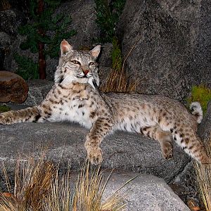 Bobcat Full Mount Taxidermy