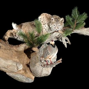 Bobcat Full Mount Taxidermy