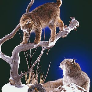 Bobcat Full Mount Taxidermy