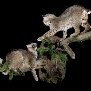 Bobcat Full Mount Taxidermy