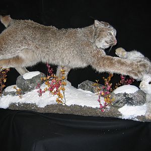 Lynx & Rabbit Full Mount Taxidermy