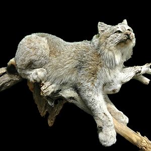 Lynx Full Mount Taxidermy