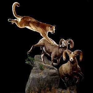 Mountain Lion & Bighorn sheep Full Mount Taxidermy